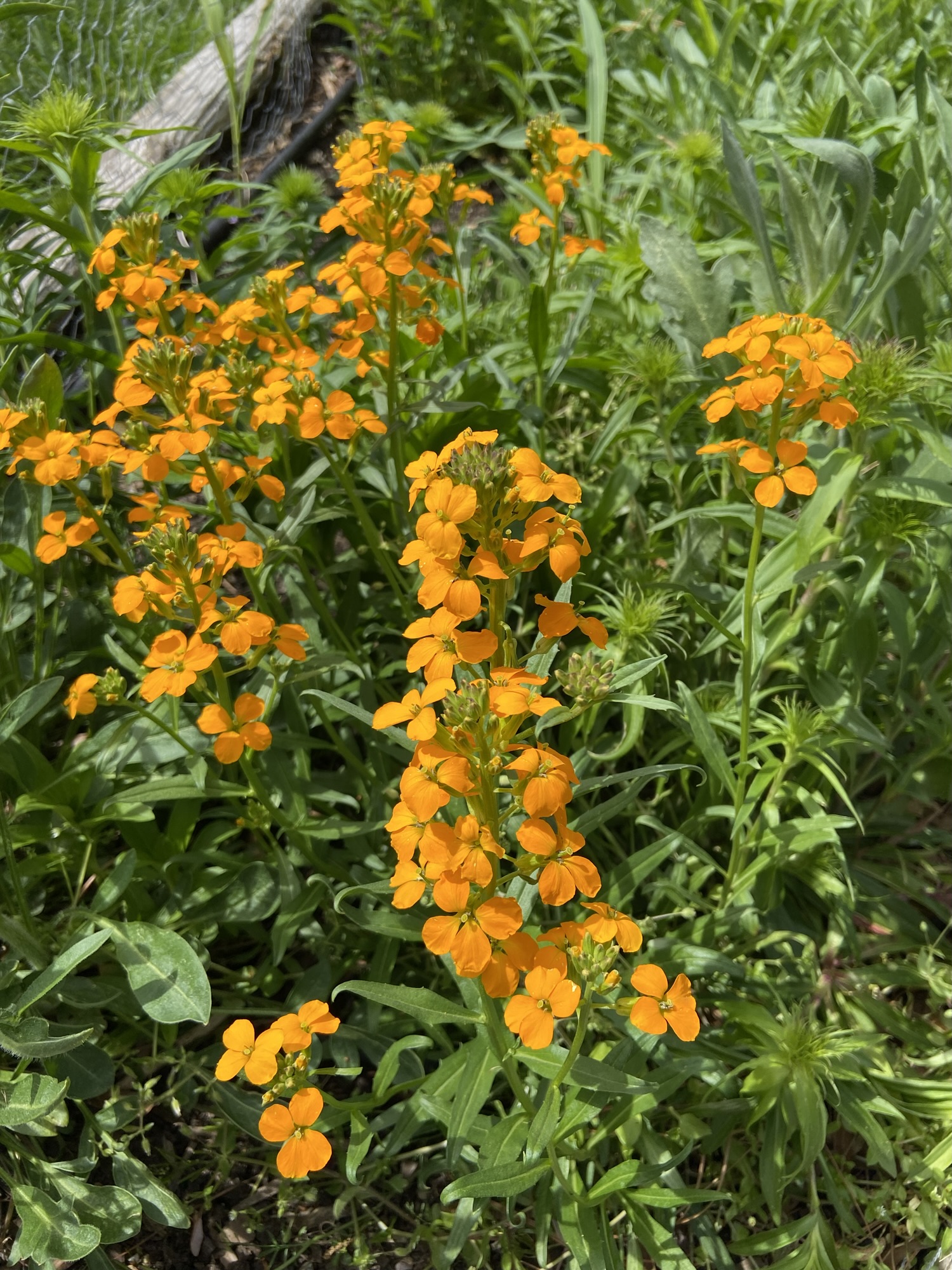 Bloom Timeline ‘26