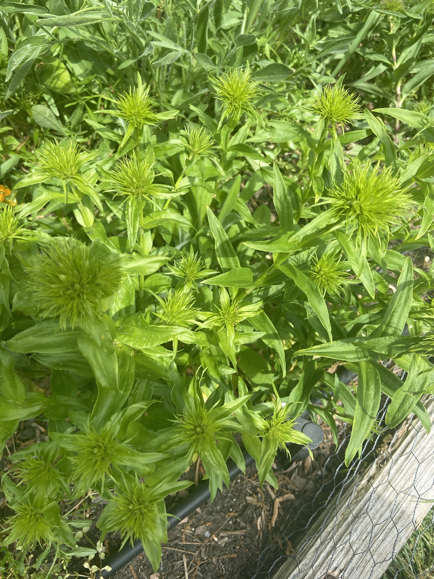 Wildflower Garden Bed II